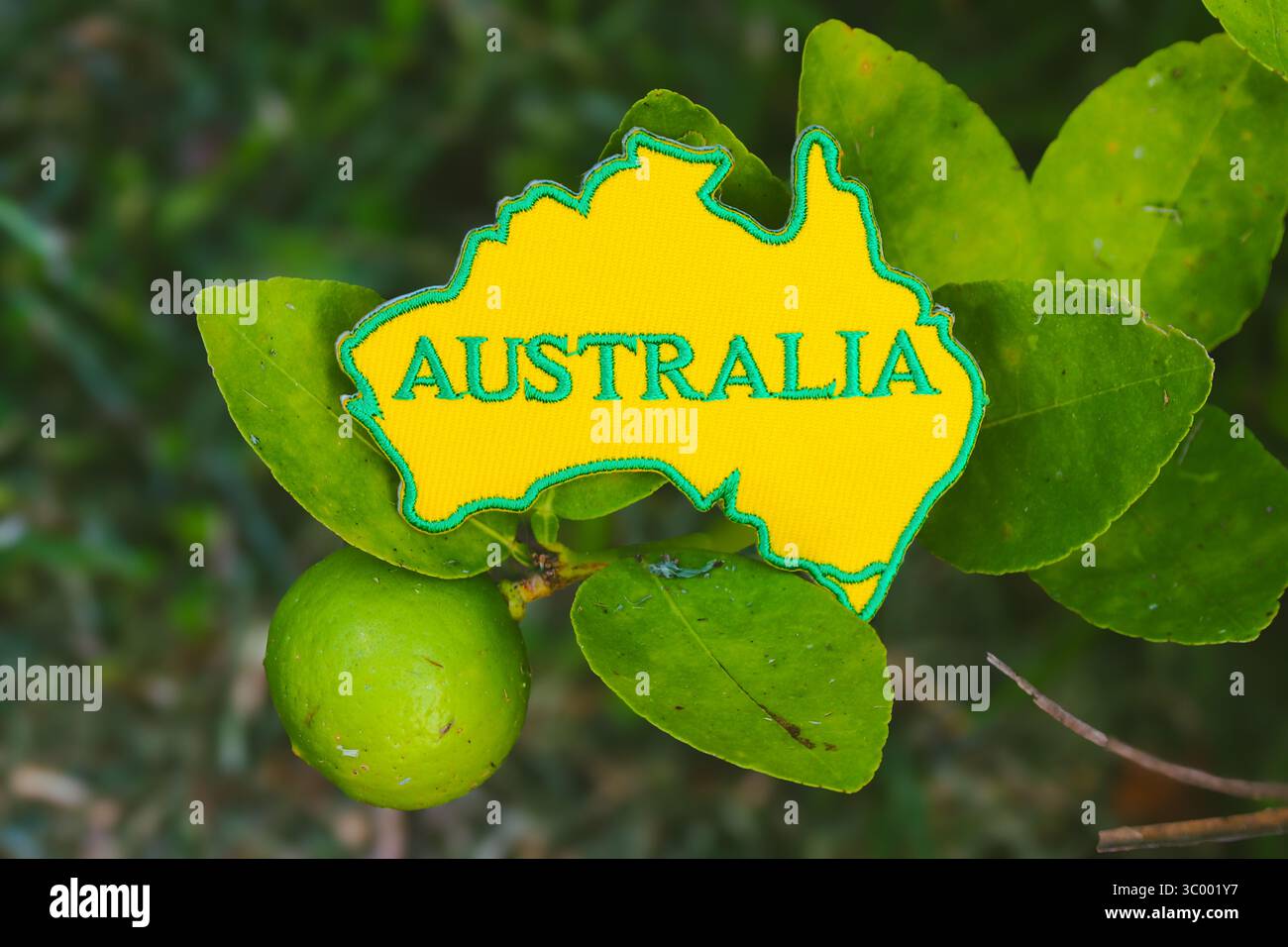 Umweltfreundliche, genähte australische Karte auf Zitronenbaum mit Sonnenlicht und Früchten, die Nachhaltigkeit, den Tag der Erde und das Umweltbewusstsein repräsentiert. Stockfoto