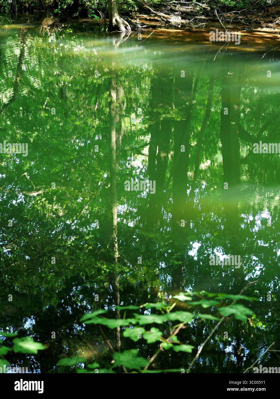 Grüner Waldteich mit ruhigem Wasser und Reflexionen. Natürliche Strukturen, atmosphärisches Foto. Kopierraum. Stockfoto