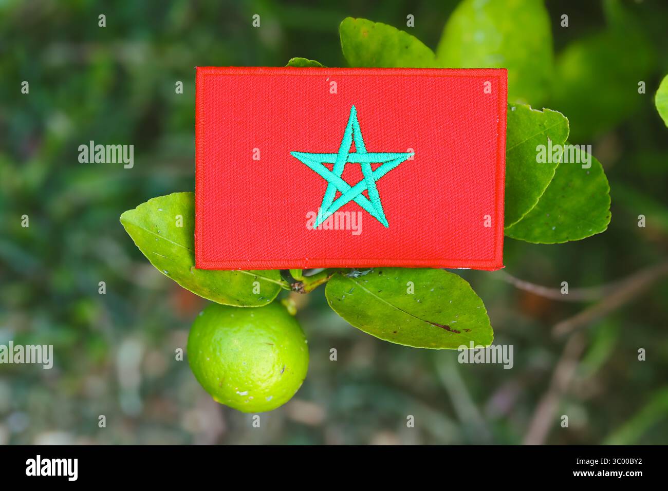 Bestickte marokkanische Flagge aus Stoff und Garn, die im Sonnenlicht auf Zitronenblätter gelegt wird. Symbol für Öko-Bewusstsein, Tag der Erde und grünes Konzept. Stockfoto