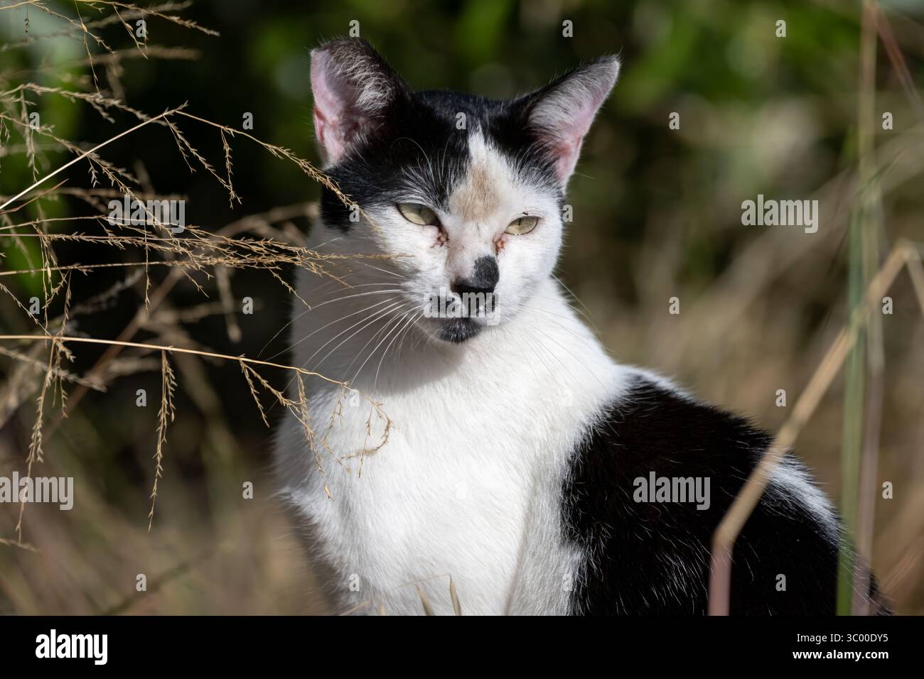 Freundliche Augen und Gesicht einer wilden Katze, die in der Vegetation in der Nähe der Küste sitzt. Stockfoto