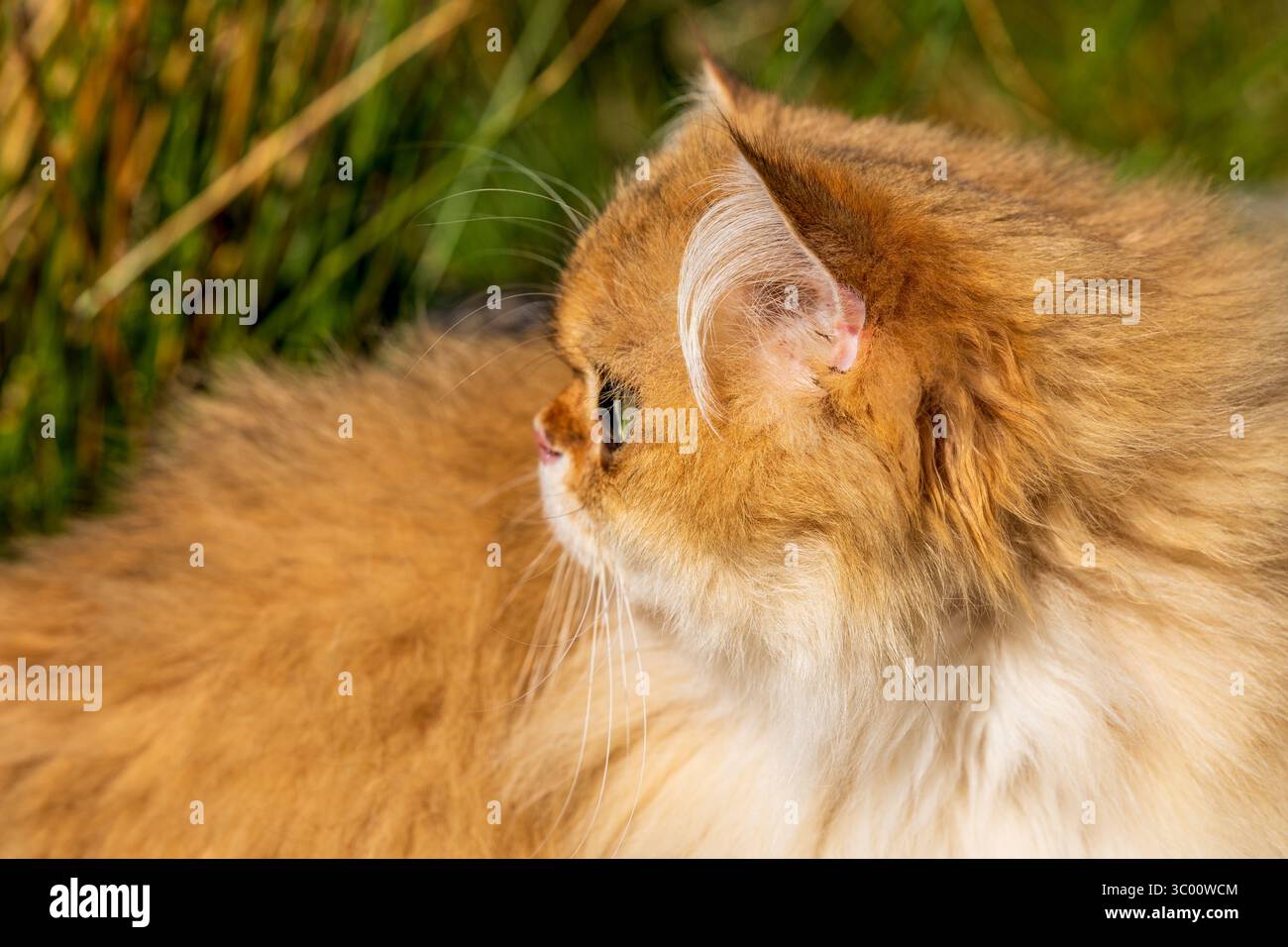 Flache goldene (ny11) britische Langhaarkatze im Profil mit üppigem Fell im Freien Stockfoto
