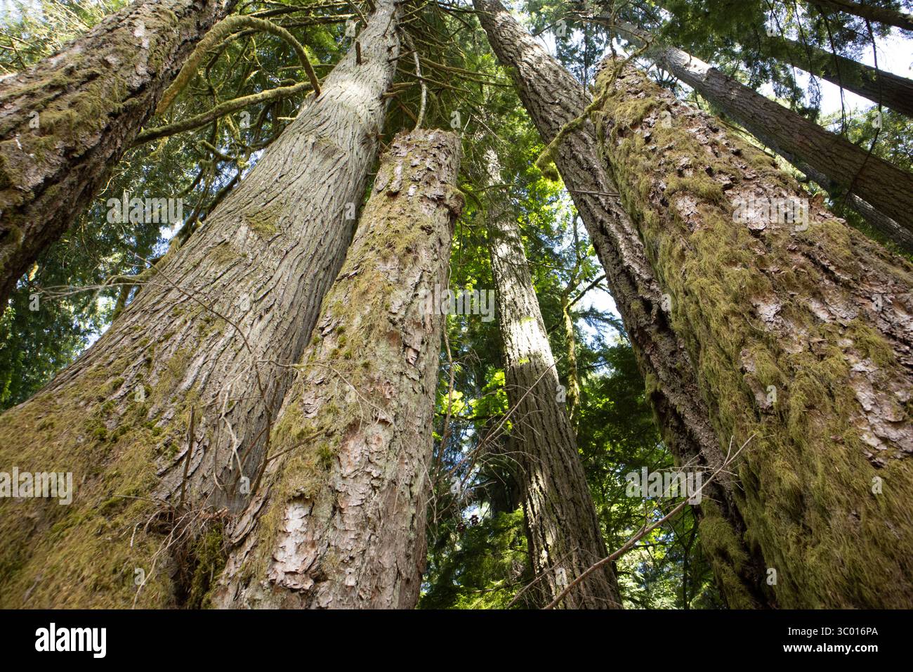 Cathedral Grove, Port Alberni, Vancouver Island Stockfoto