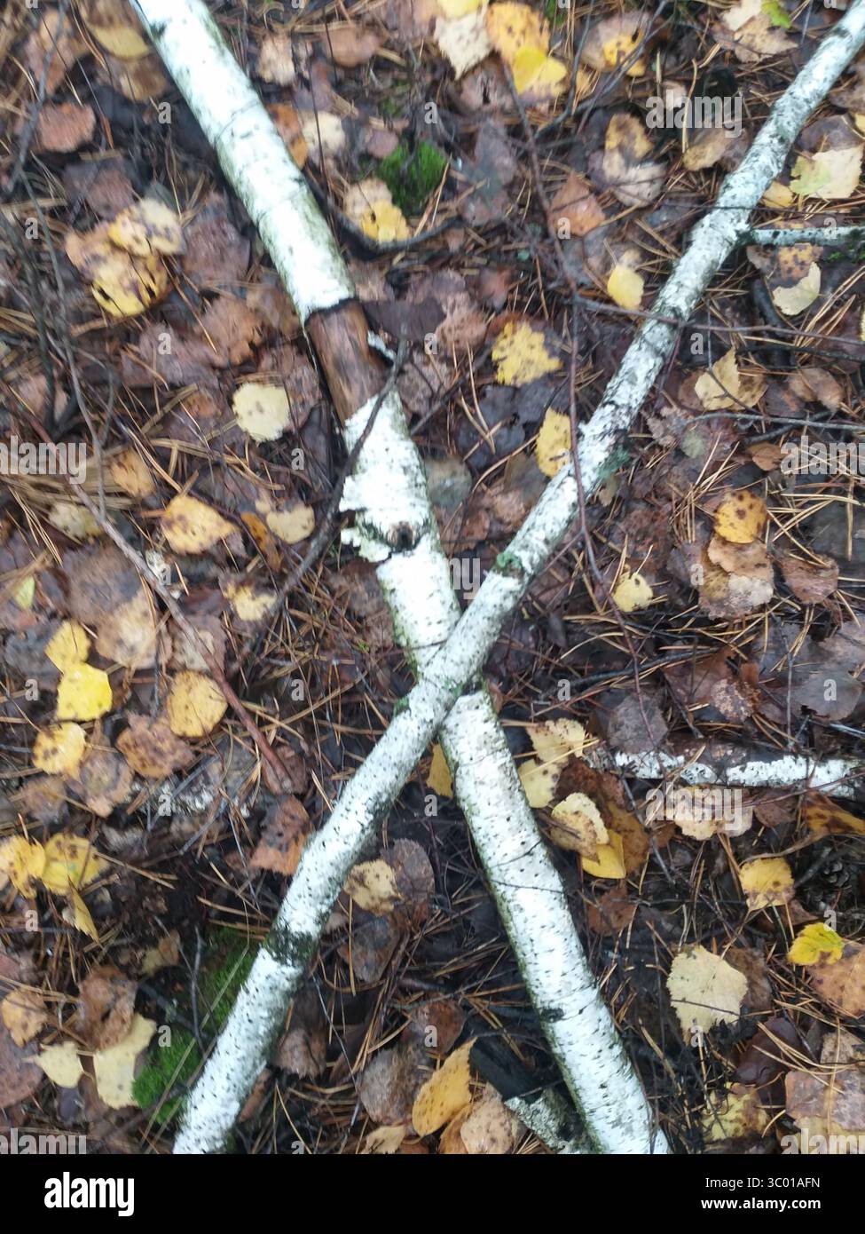 Birkenzweige liegen kreuzförmig auf dem Waldboden, der mit Kiefernnadeln, Birkenblättern und kleinen Zweigen bedeckt ist. Natürliche Waldstruktur. Stockfoto
