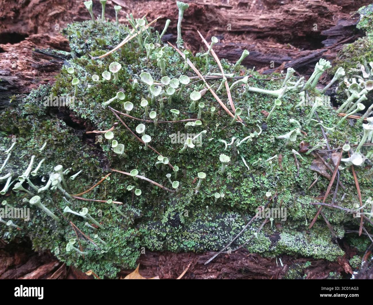 Grünes Moos und Flechten wachsen auf einem Stück alten, verfaulenden Holzes. Stockfoto