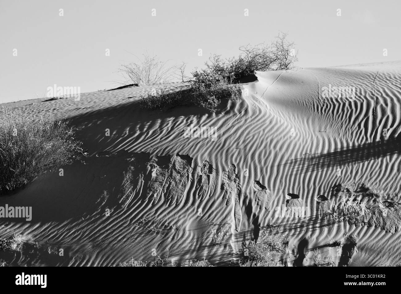 Schwarzweißbild der Sanddüne der Kalahari-Wüste mit Tierspuren – feine Sandstruktur und natürliche Muster Stockfoto