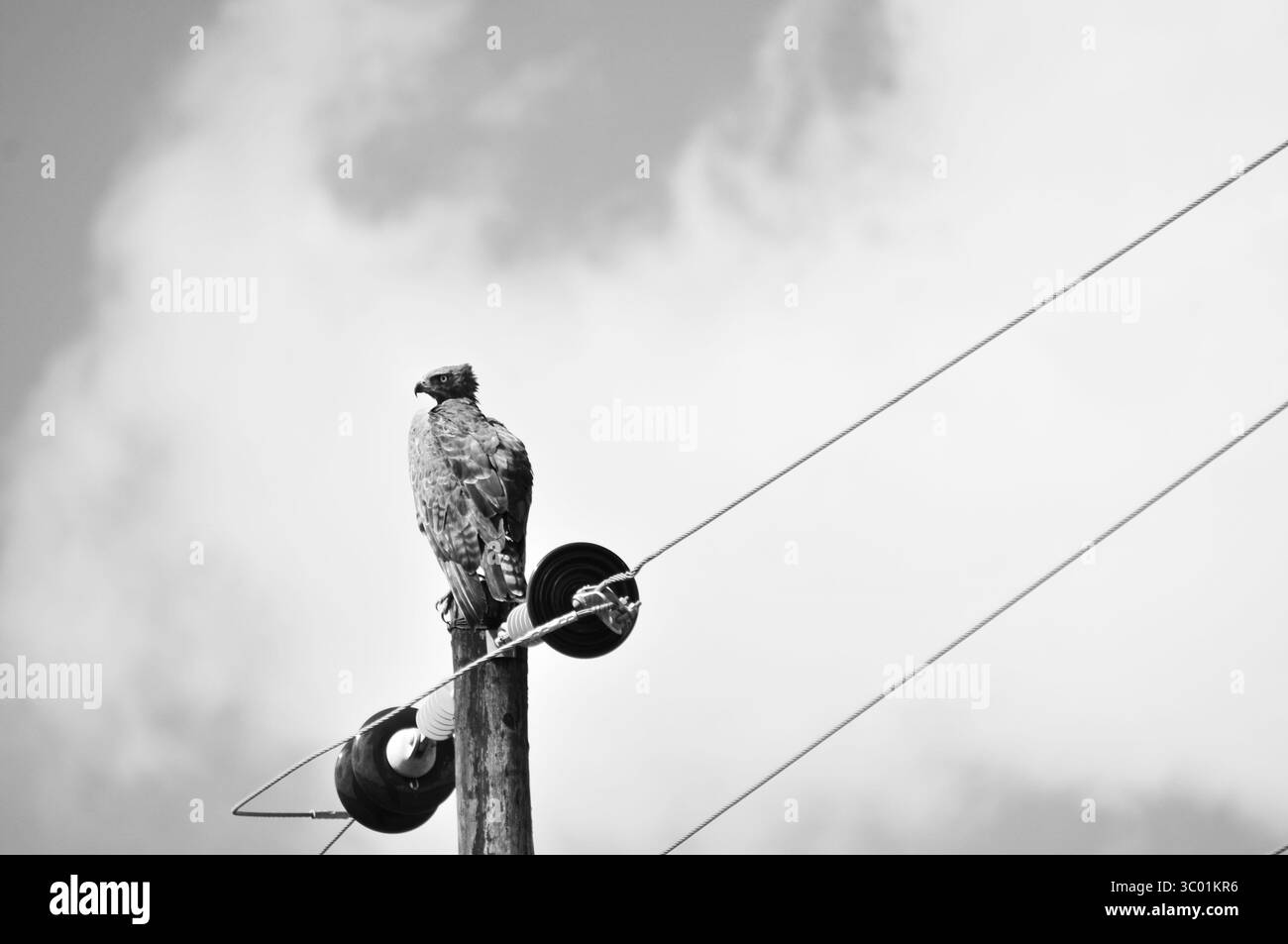 Ein brauner Schlangenadler (Circaetus Species), der auf einem Telefonmast die Landschaft nach Beute absuchte. Fotografiert in Südafrika Stockfoto