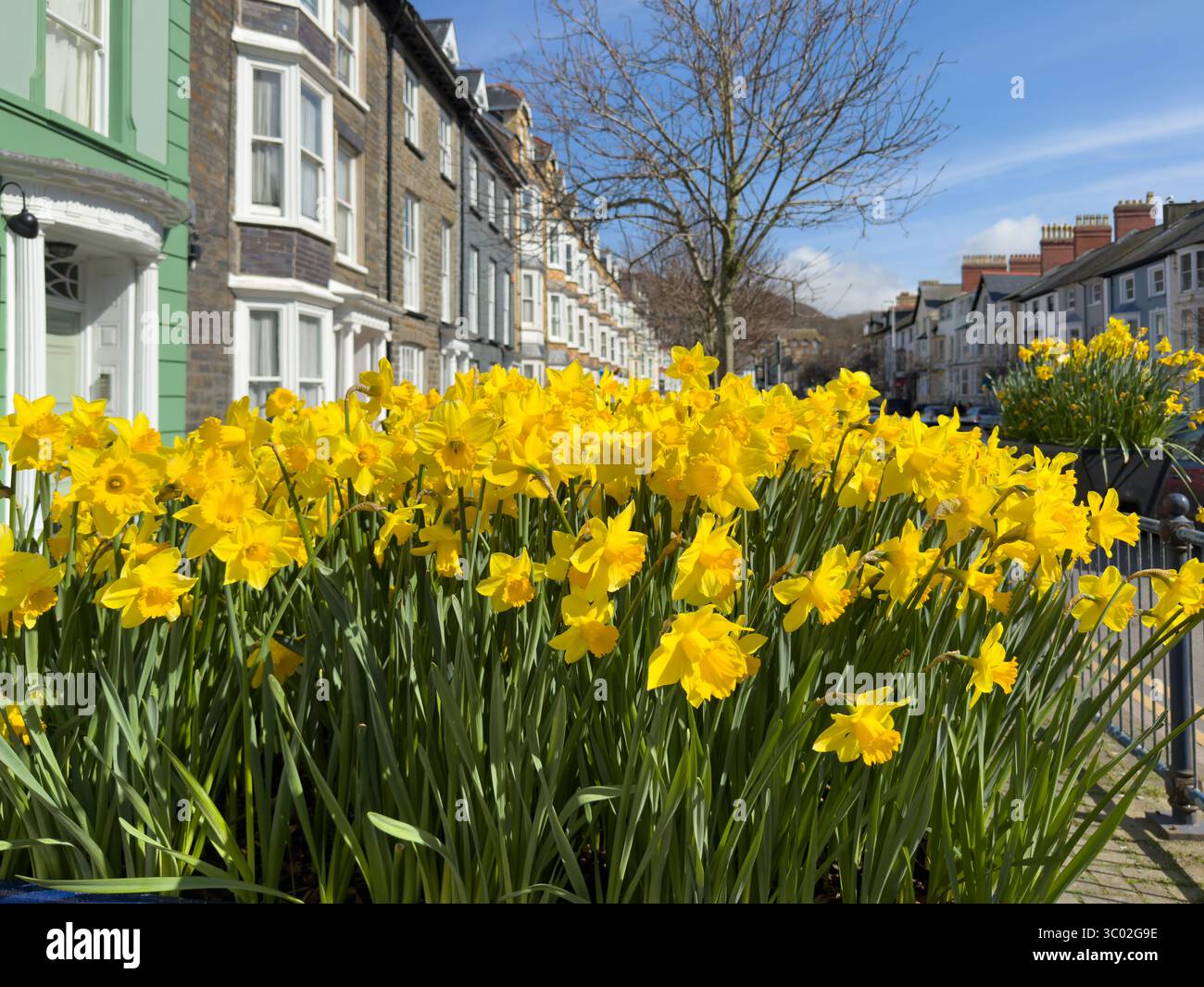 Frühlingsnarzissen verschönern eine Aberystwyth Street an der Küste von Wales Stockfoto