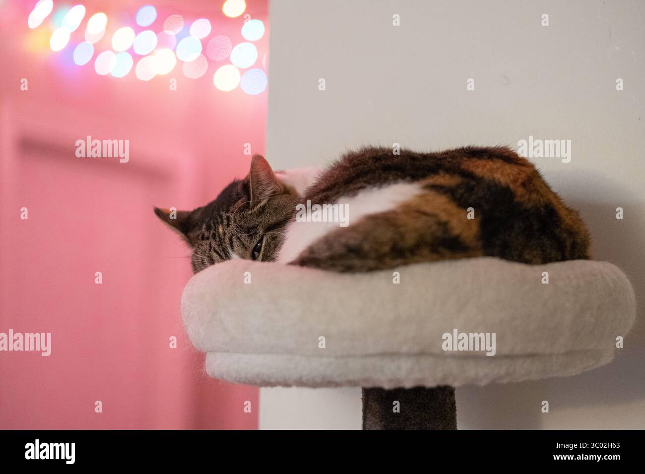 Die Calico Cat kuschelt sich auf einem Barsch in einem Innenbereich und taucht in sanfte Bokeh-Lichter ein und hält einen ruhigen Moment voller Wärme, Ruhe und ruhiger Schönheit fest. Stockfoto