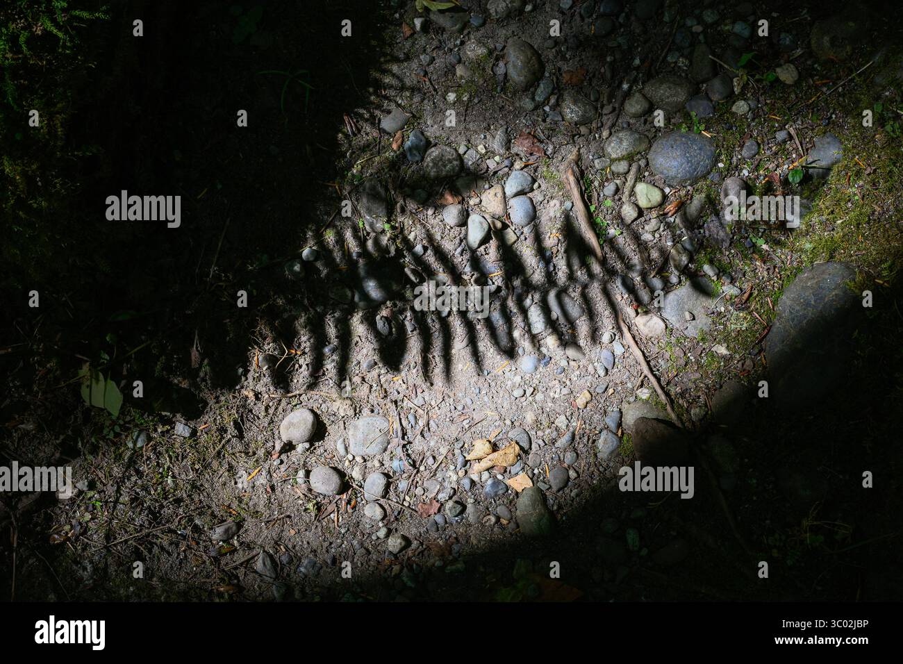 Farnschatten auf dem Waldboden, wo es hartes Licht gibt Stockfoto