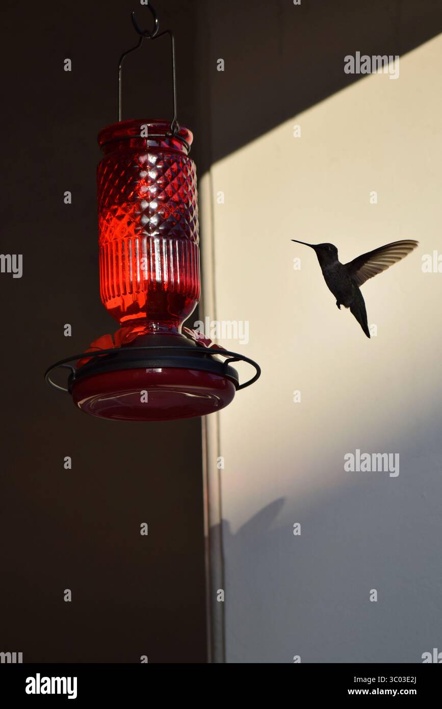 Südkaliforniens Kolibri am Feeder während der Dämmerung Stockfoto