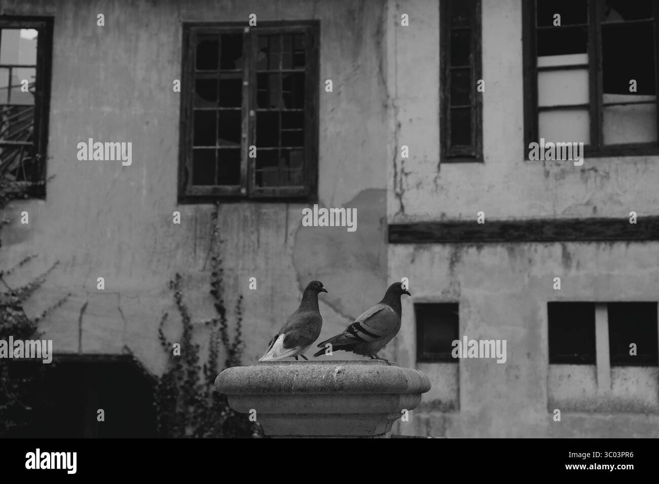 Zwei Tauben auf einem verwitterten Brunnen vor einer zerbröckelnden Fassade Stockfoto