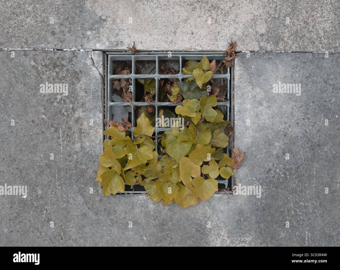 Grüner Efeu, der durch ein Metallgitter auf einem Gehsteig aus Beton in Alcobaka bricht Stockfoto