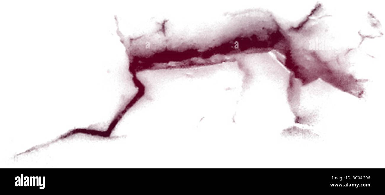 Ein detailliertes mikroskopisches Bild, das das komplizierte Netzwerk roter verzweigter Blutgefäße in einem blassen, strukturierten biologischen Gewebe zeigt. Stock Vektor