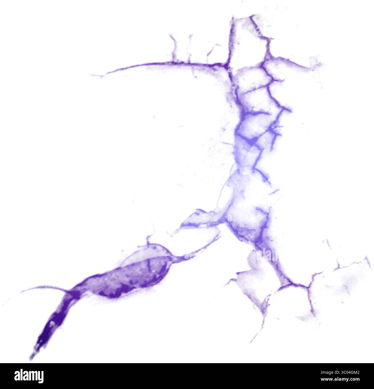 Ein detailliertes mikroskopisches Bild, das das komplizierte Netzwerk roter verzweigter Blutgefäße in einem blassen, strukturierten biologischen Gewebe zeigt. Stock Vektor