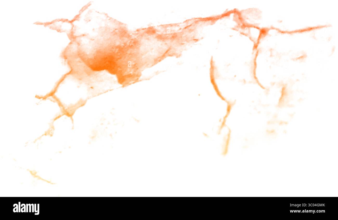 Ein detailliertes mikroskopisches Bild, das das komplizierte Netzwerk roter verzweigter Blutgefäße in einem blassen, strukturierten biologischen Gewebe zeigt. Stock Vektor