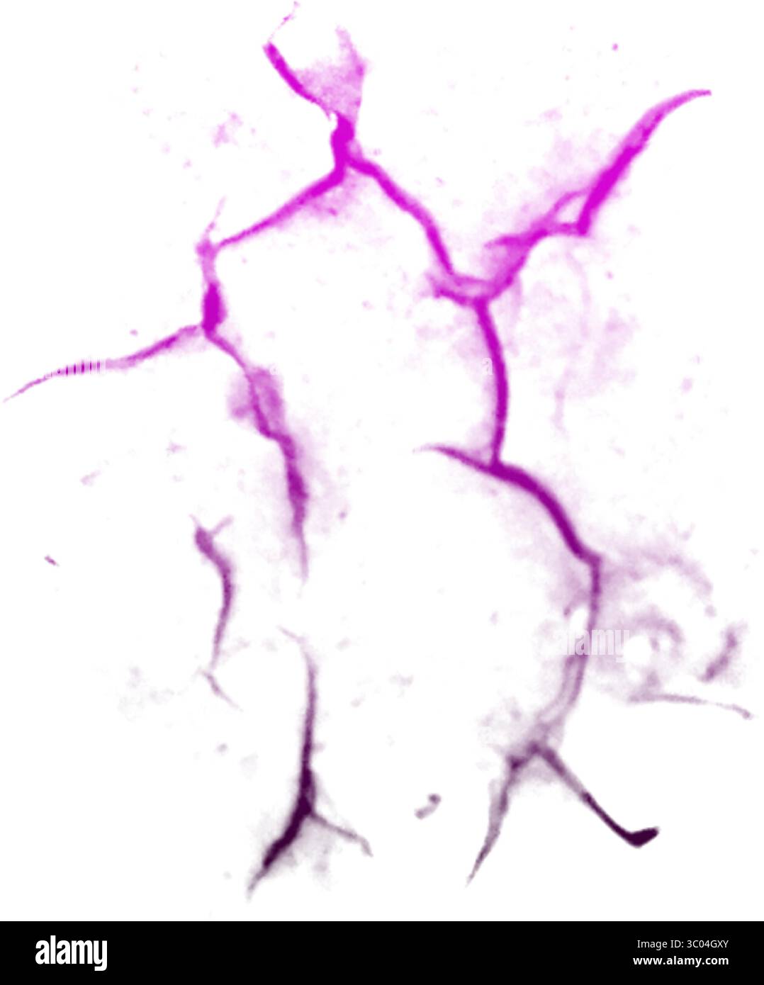 Ein detailliertes mikroskopisches Bild, das das komplizierte Netzwerk roter verzweigter Blutgefäße in einem blassen, strukturierten biologischen Gewebe zeigt. Stock Vektor