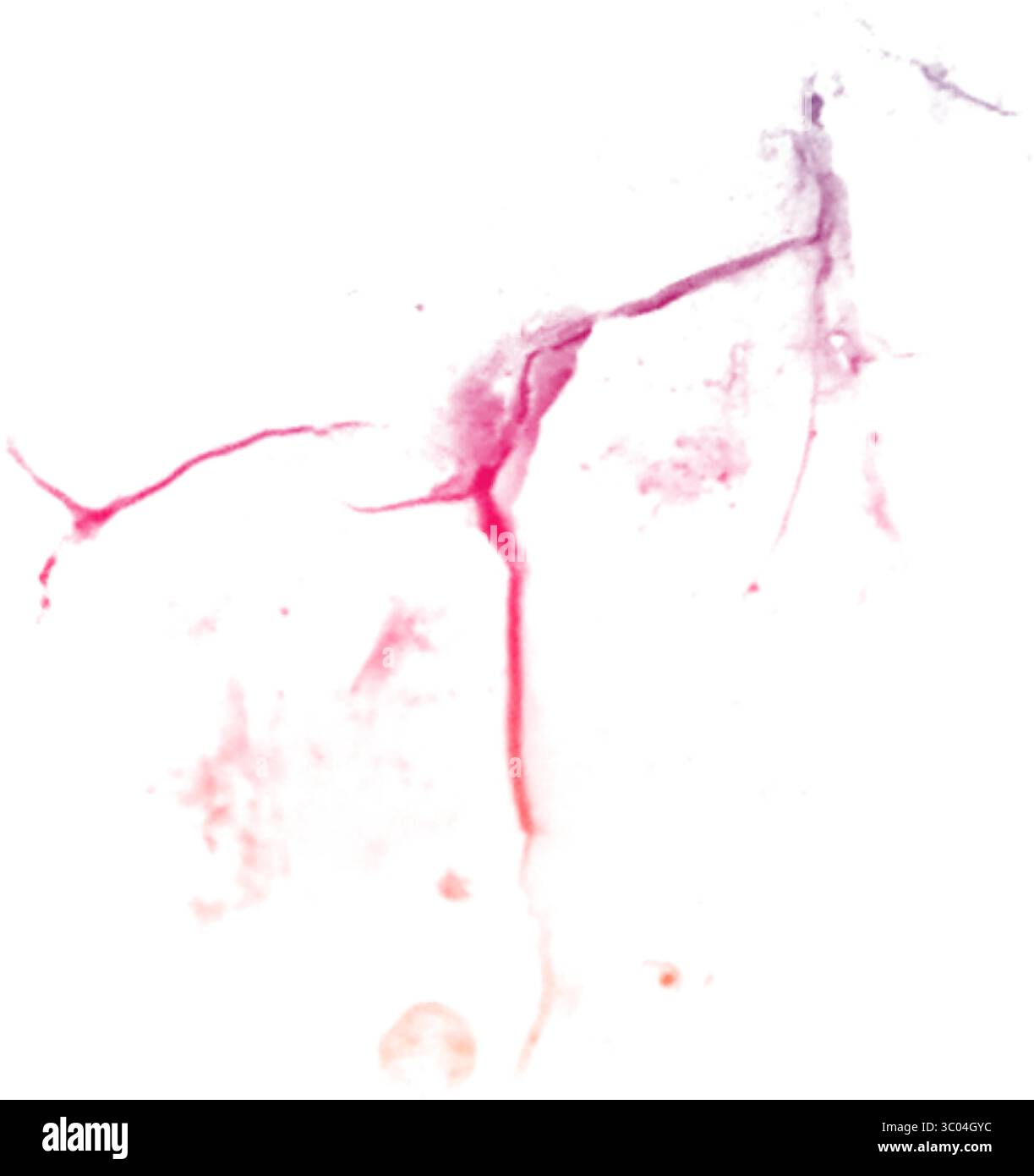 Ein detailliertes mikroskopisches Bild, das das komplizierte Netzwerk roter verzweigter Blutgefäße in einem blassen, strukturierten biologischen Gewebe zeigt. Stock Vektor