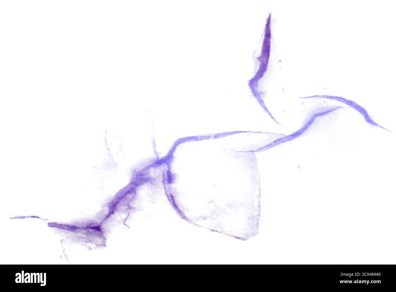 Ein detailliertes mikroskopisches Bild, das das komplizierte Netzwerk roter verzweigter Blutgefäße in einem blassen, strukturierten biologischen Gewebe zeigt. Stock Vektor