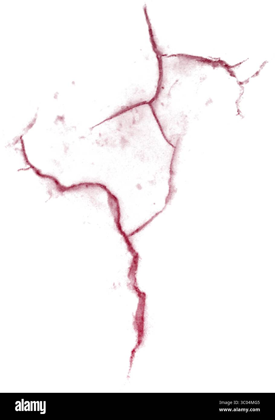 Ein detailliertes mikroskopisches Bild, das das komplizierte Netzwerk roter verzweigter Blutgefäße in einem blassen, strukturierten biologischen Gewebe zeigt. Stock Vektor