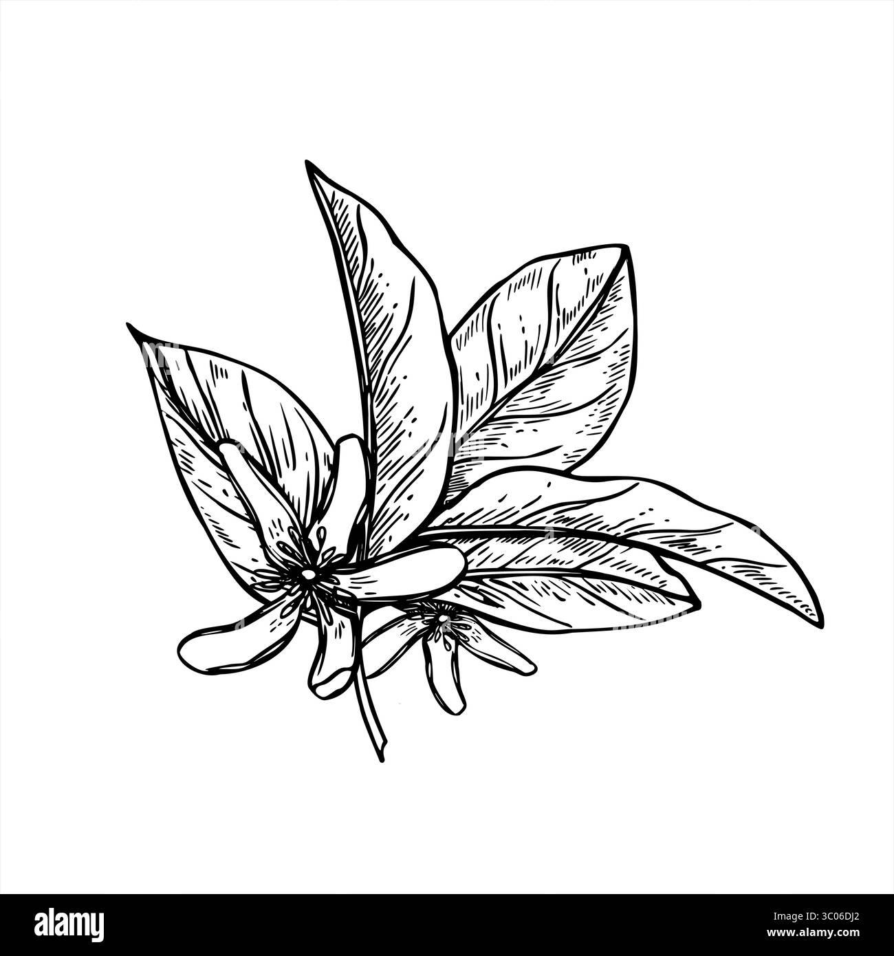 Blühender Zitruszweig mit Blüten und Blättern monochrome Vektorillustration gemalt mit schwarzen Tinten. Limetten- oder Zitronenpflanze für botanisches Design Stock Vektor