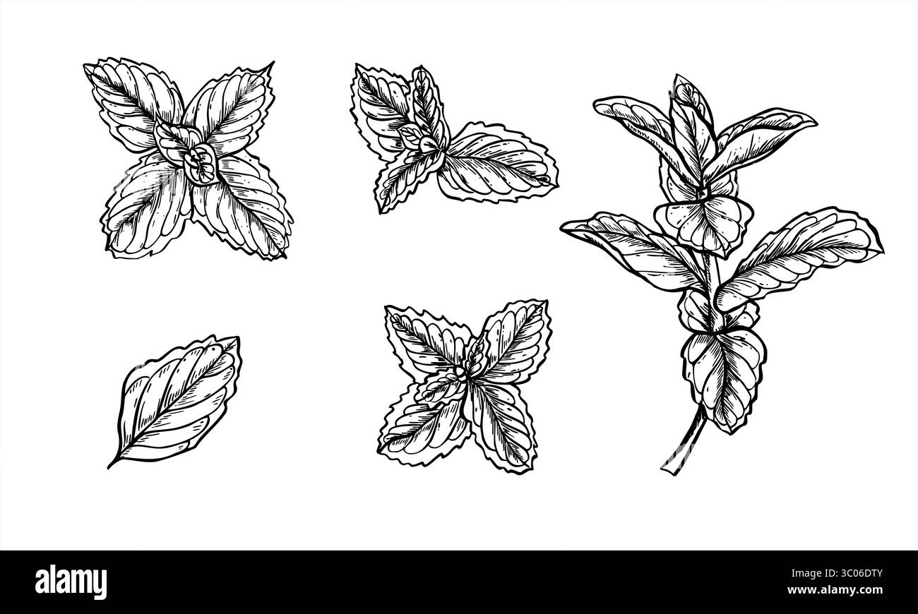 Illustration mit frischer Minze oder melissa-Zweig-Set-Strichtinte in Schwarz-weiß. Aromatische officinalis Kräuter-grafische Skizze. Blumige gesunde Pflanze Clip Art Stock Vektor