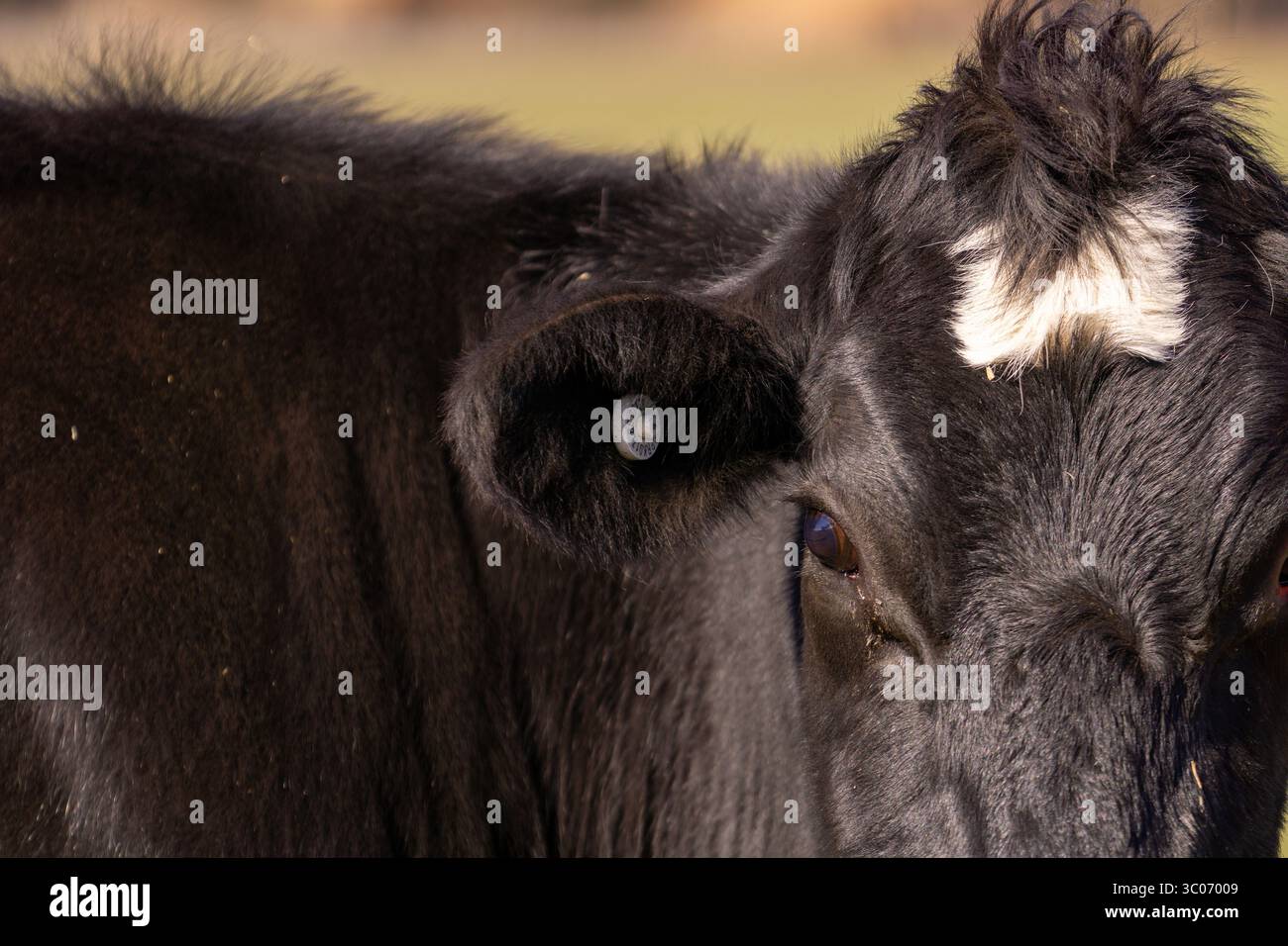 Großaufnahme der elektronischen (Mikrochip-) Tierbestandskennzeichnung Ohrmarken am Ohr der Holstein Friesischen Milchkuh Stockfoto