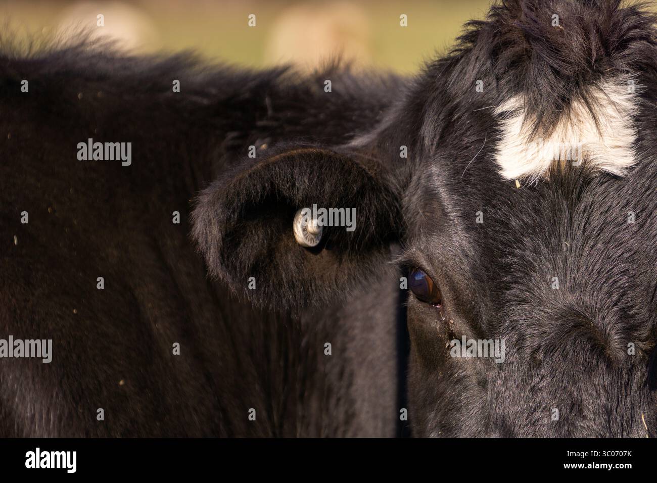 Großaufnahme der elektronischen (Mikrochip-) Tierbestandskennzeichnung Ohrmarken am Ohr der Holstein Friesischen Milchkuh Stockfoto