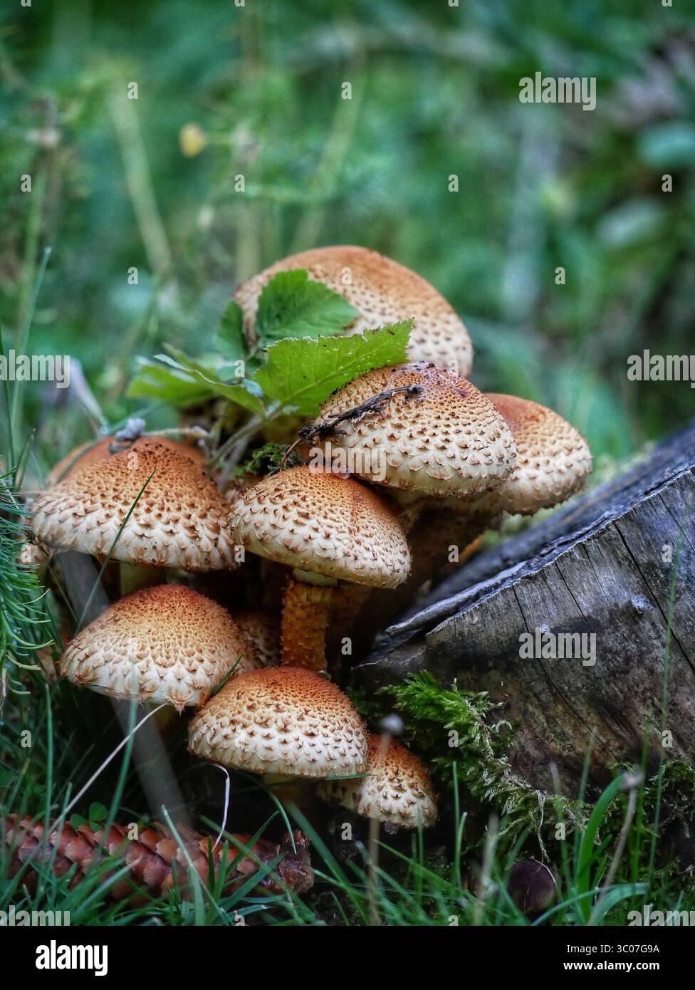 Stachelige Pilze auf Holz Stockfoto