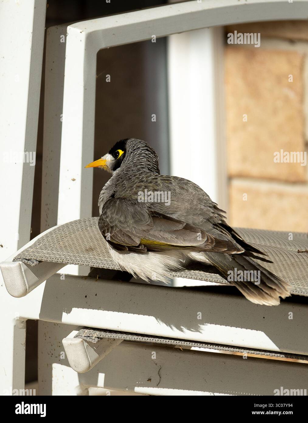 Australian Noisy Miner Bird, Manorina melanocephala, Sonnenbaden auf einem Gartenstuhl im Queensland Garden. Grauweiße Federn mit flauschigem, hellgelbem Schnabel Stockfoto