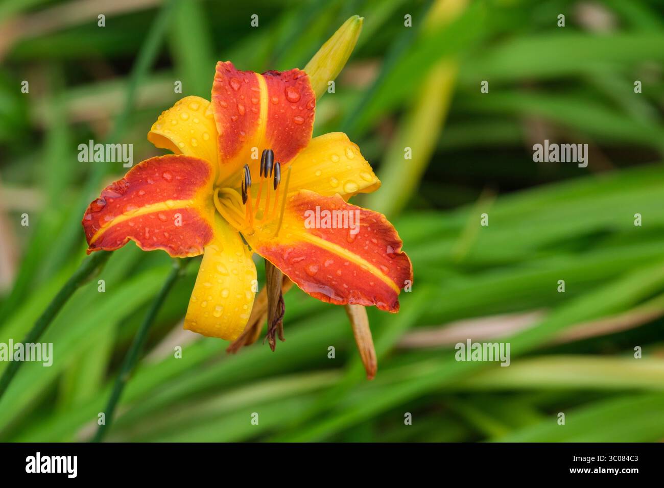 Hemerocallis Frans Hals, Daylily Frans Hals, zweifarbige gelbe und rote Blüten im Hochsommer Stockfoto