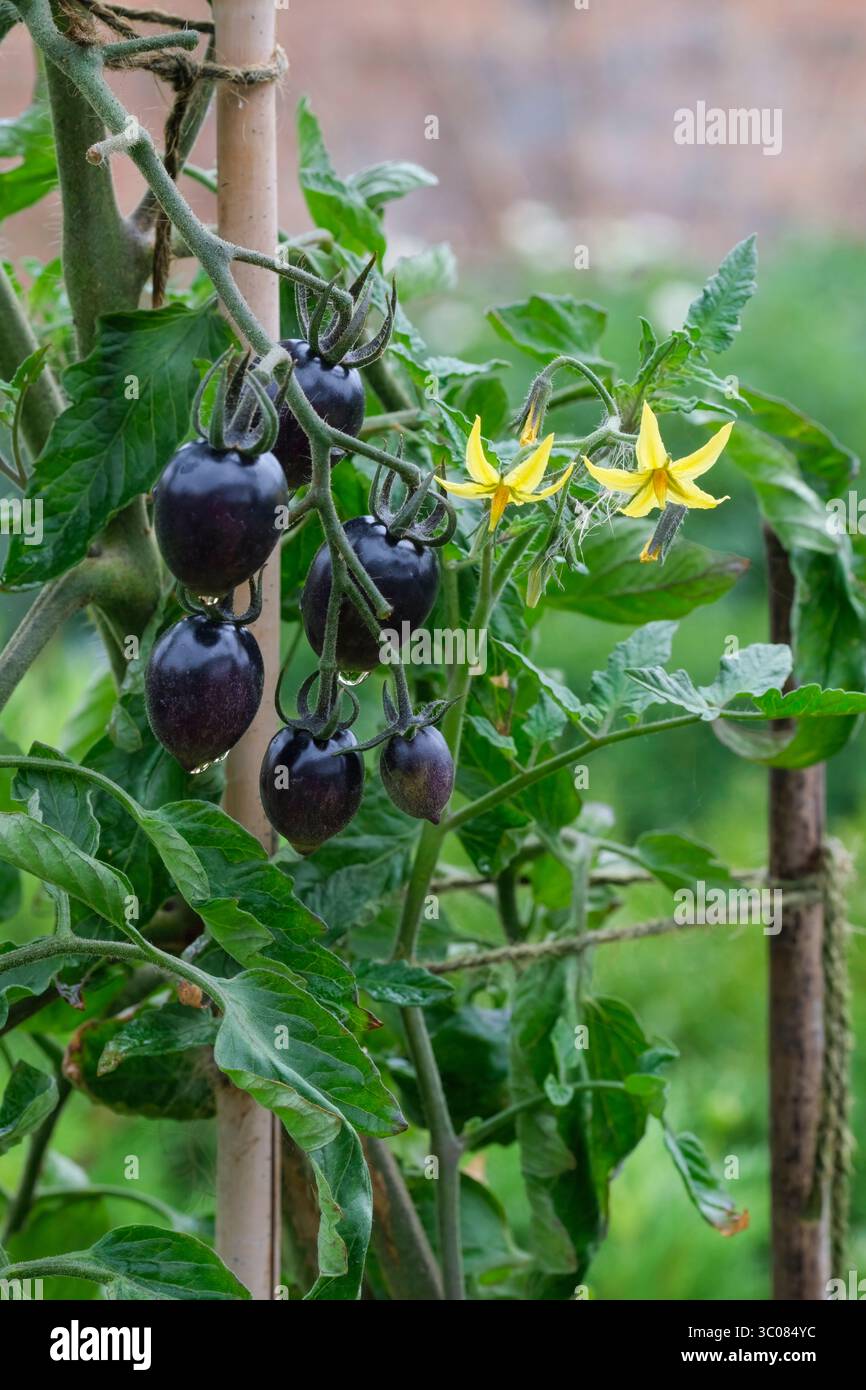 Tomate Black Moon F1, Solanum lycopersicum Black Moon F1, ein Stamm schwarzer Hautfrüchte, die schließlich zu orange-rot Reifen. Stockfoto
