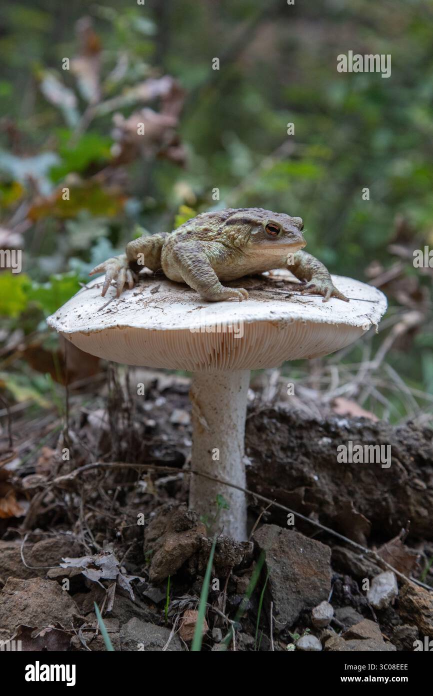 Wald voller Pilze und einer Kröte Stockfoto