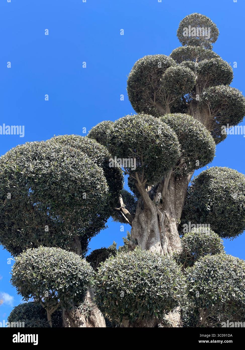 Schrulliger abstrakter Baum auf einem einfachen blauen Himmel Hintergrund - Smartphone-aufgenommenes Stockfoto