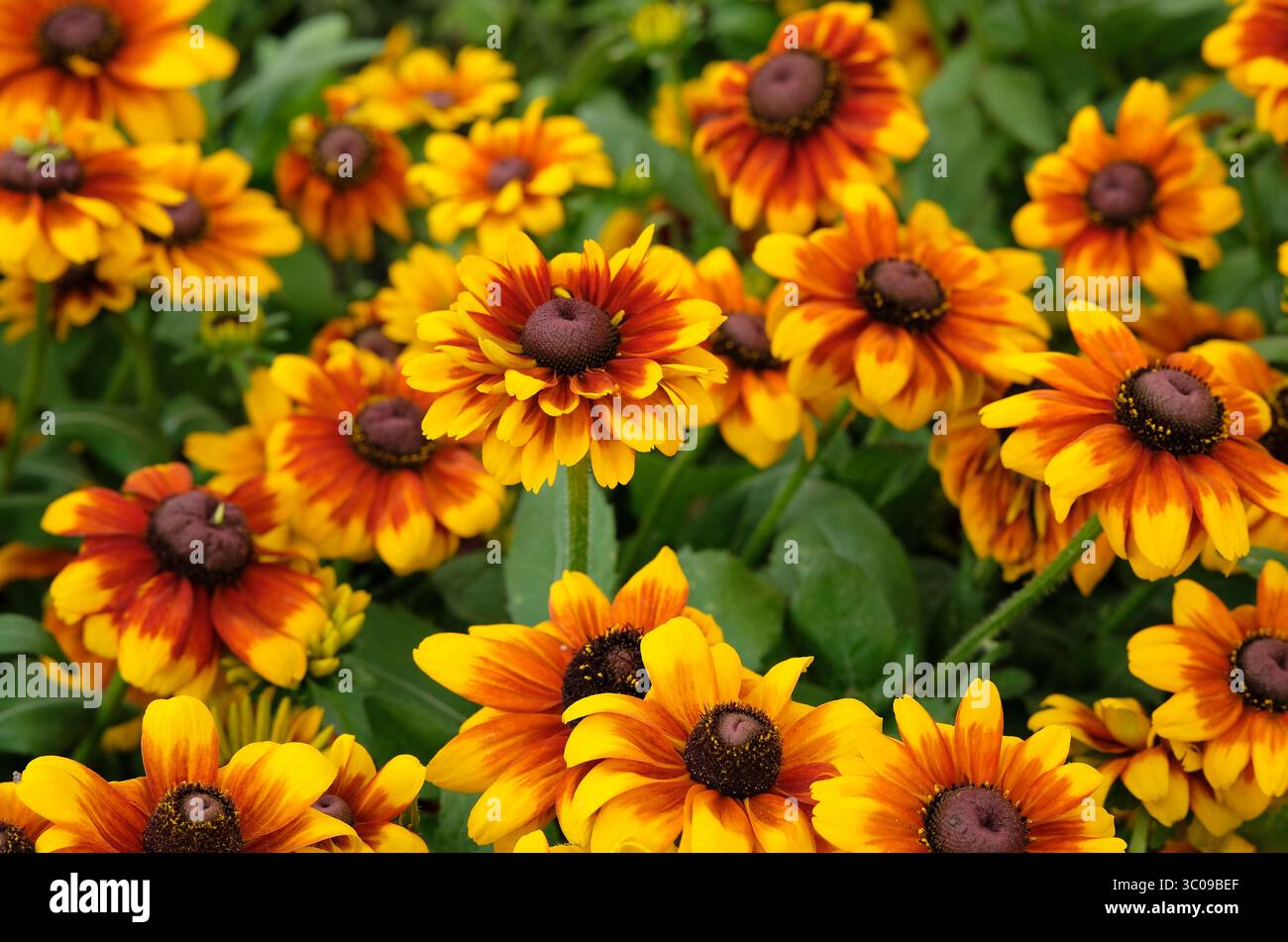 Blühende Rudbeckia rudy Mini gelbe orange Blüten Stockfoto