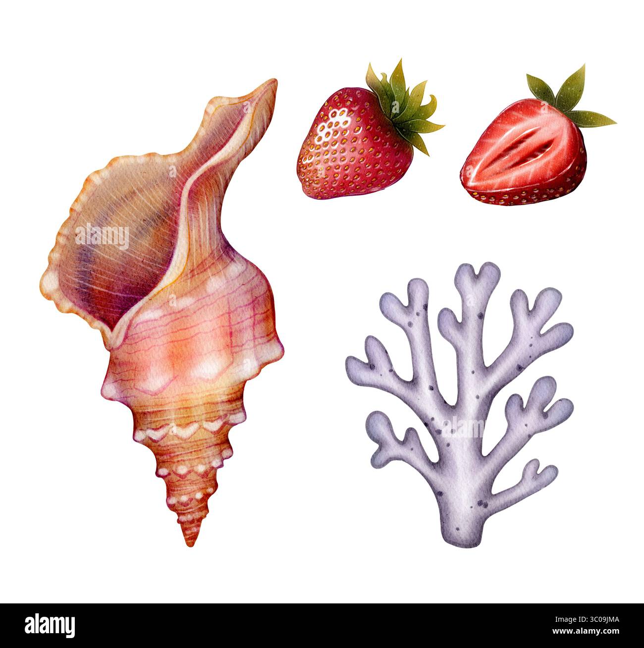 Tropische Muscheln, violette Korallenzweige und reife Erdbeeren. Aquarellzeichnung auf weißem Hintergrund. Perfekt für Sommermotive, Grußkarten, Pack Stockfoto