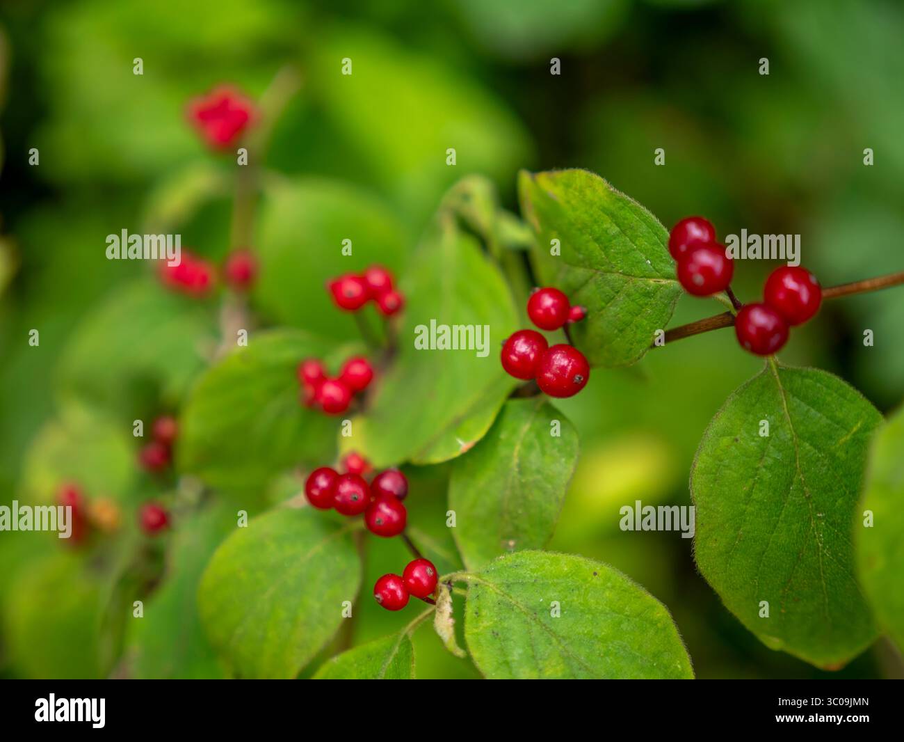 Die Früchte der roten Geißblatt (Lonicera xylosteum) als Hintergrundbild. Die Verwischung der Frucht ist absichtlich. Aufgenommen im Altmühltal bei E Stockfoto