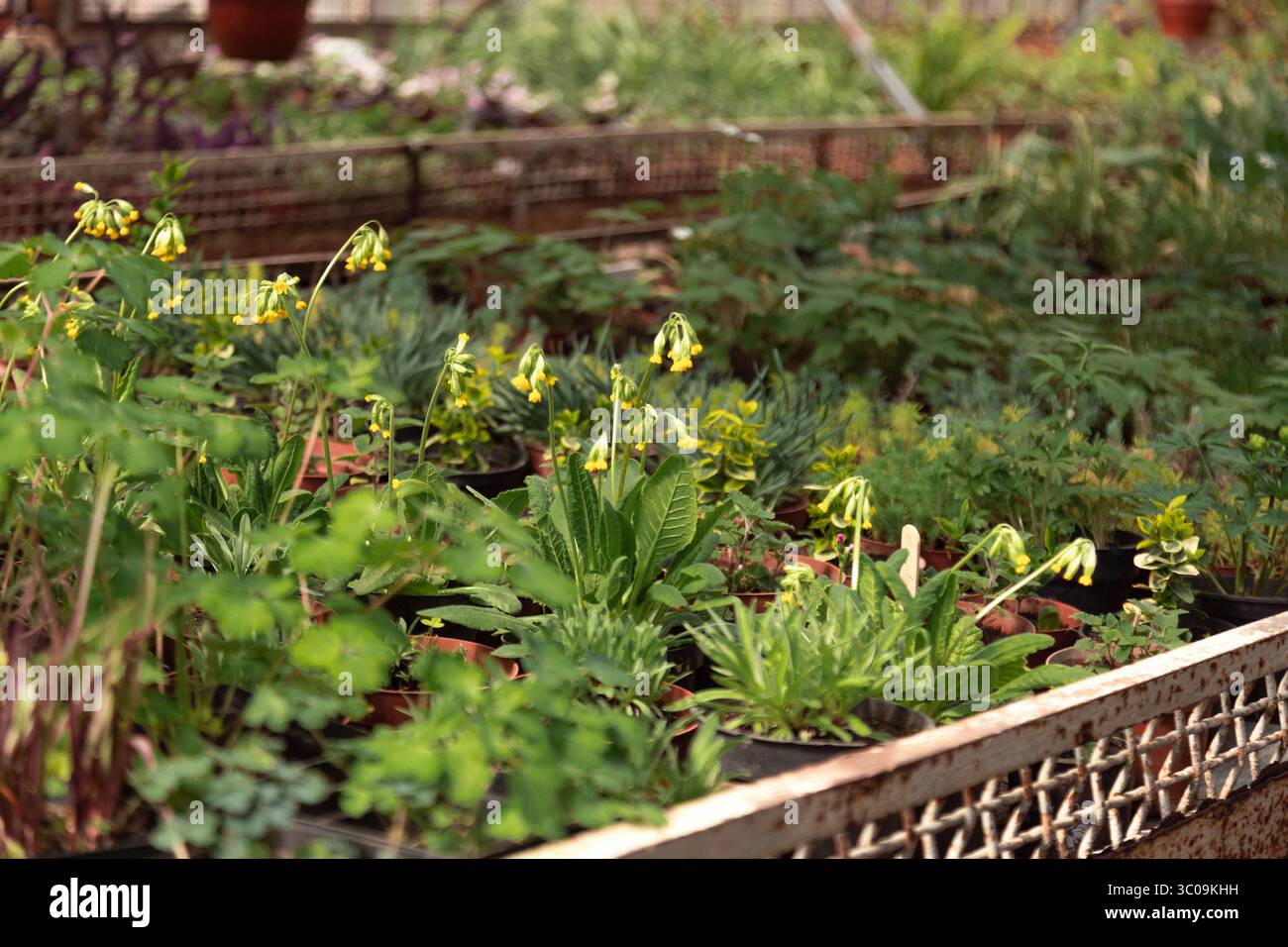 In einem Gewächshaus angeordnete grüne Pflanzen unter sanftem Licht. Stockfoto