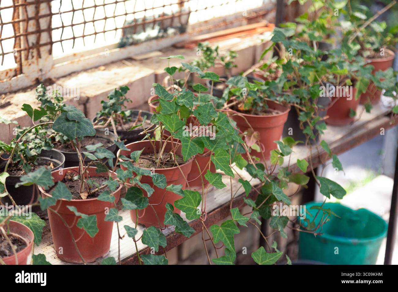 Reihen von Blattpflanzen in Töpfen schaffen eine üppige Gartenatmosphäre Stockfoto