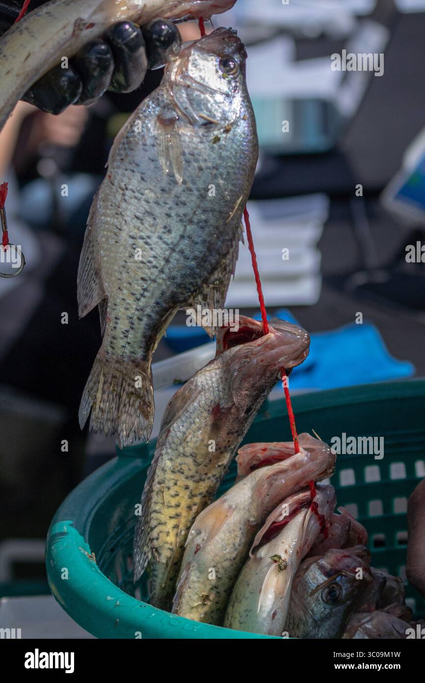 Stringer von Fisch, der in einem Eimer geht Stockfoto