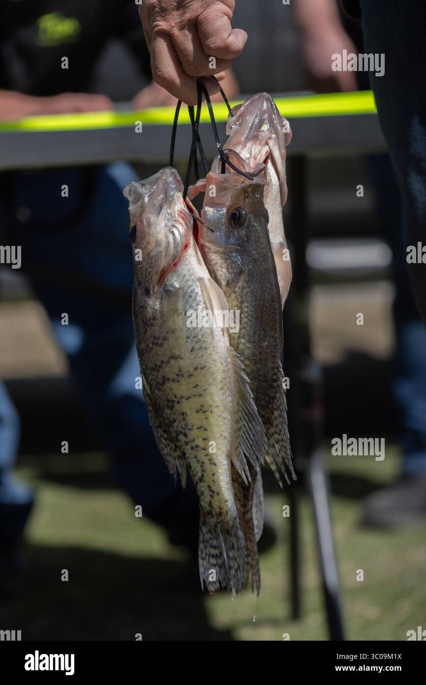 Crappie-Fisch wird von einer Hand gehalten Stockfoto