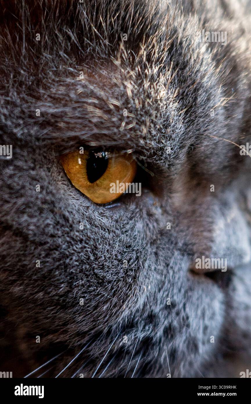 Extreme Nahaufnahme eines grauen Katzenauges. Stockfoto