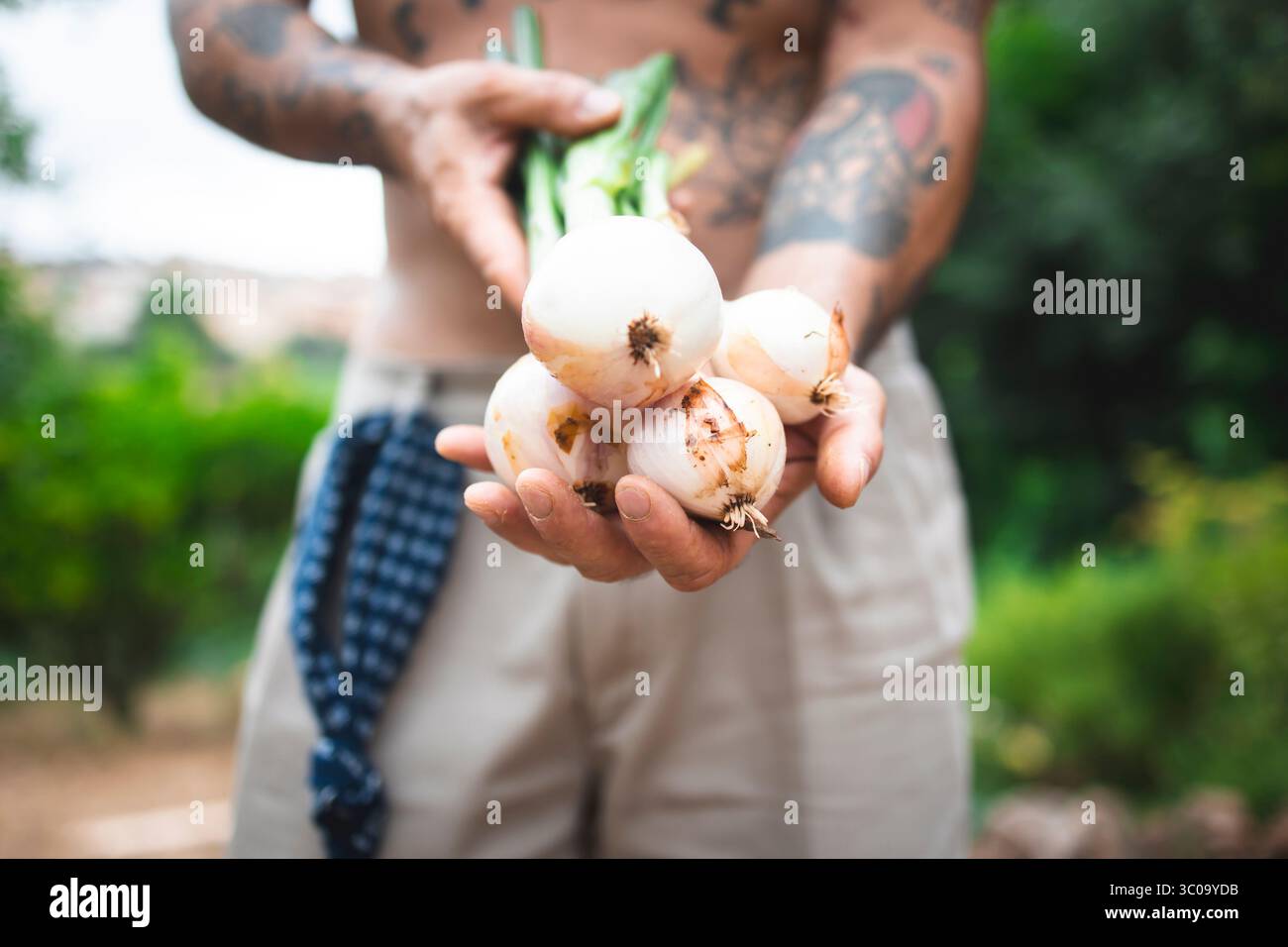 Landwirt, der frisch geerntete Zwiebeln im Garten hält Stockfoto