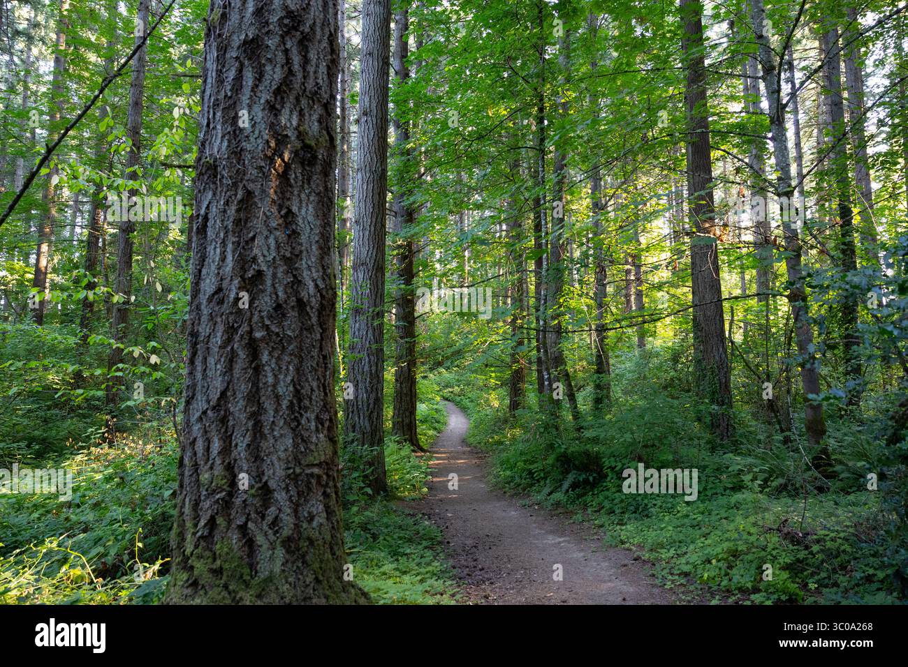 Wandern auf unbefestigtem Weg im Wald Stockfoto