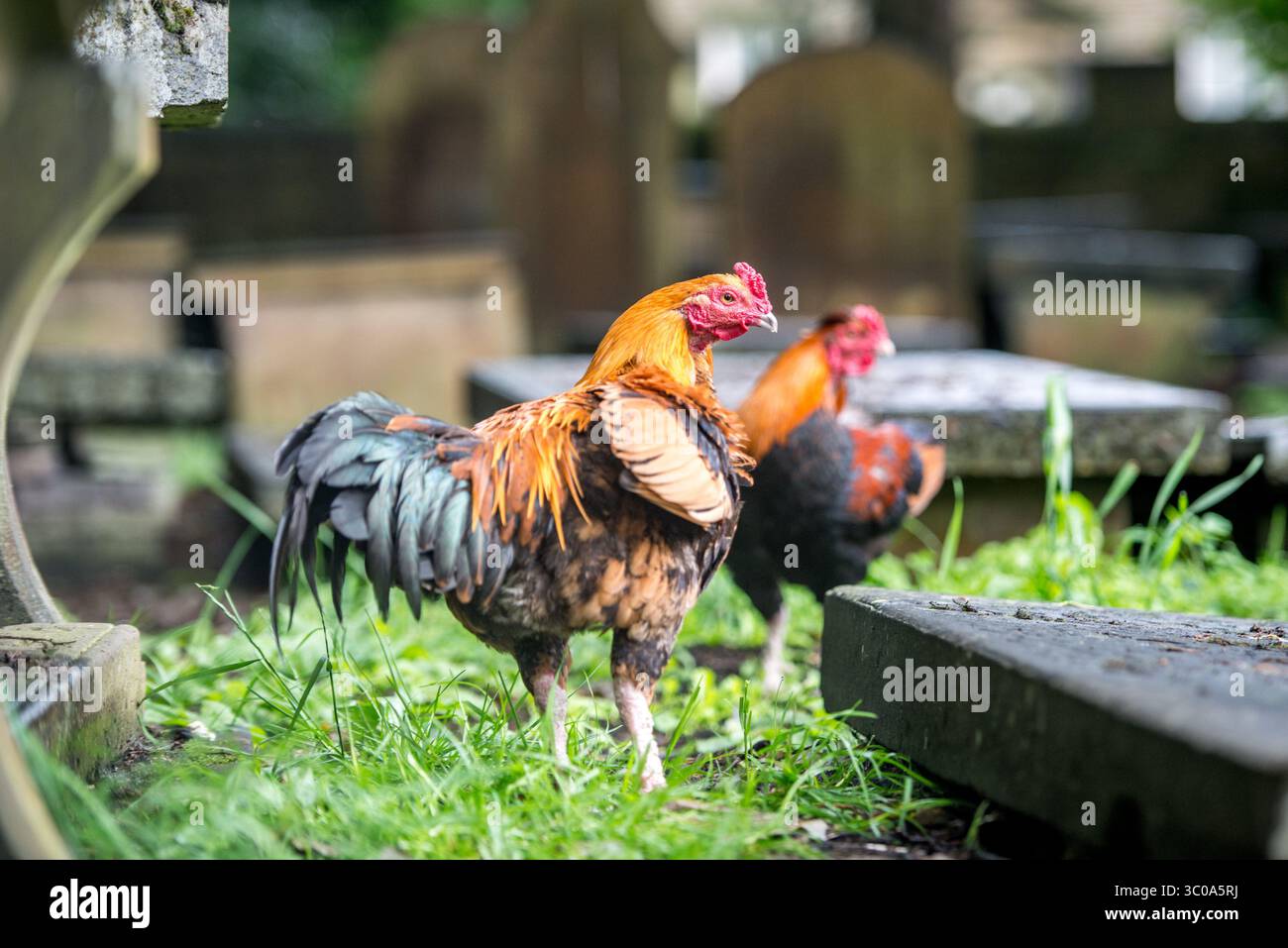 11. Juli 2017 - Haworth, Yorkshire, Vereinigtes Königreich - Hähne spielen auf Friedhof im BrontÃ« Parsonage Museum, Haworth, West Yorkshire, England (Bild: © Edwin Remsberg / Vwpics/VW Pics via ZUMA Wire) Stockfoto