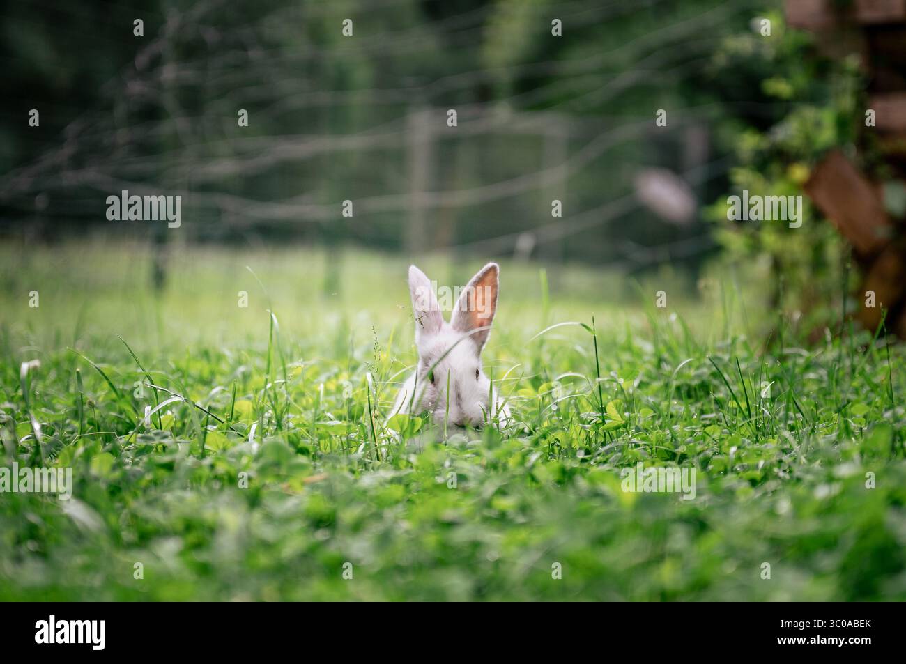 Weißes Kaninchen versteckt sich an einem Sommertag auf dem Land in hohem grünen Gras Stockfoto