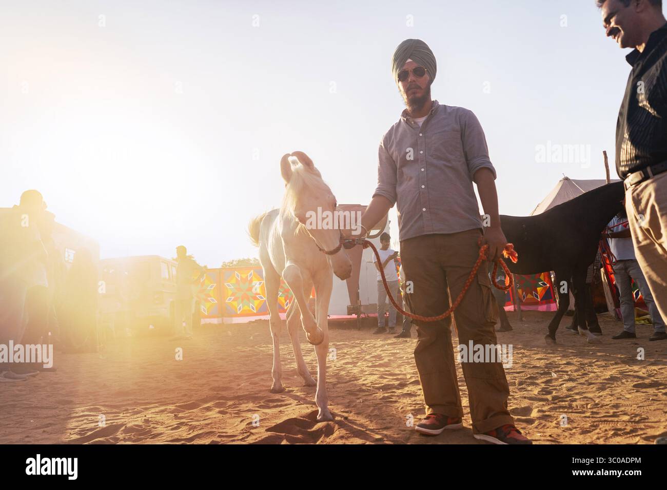 Pushkar Kamel Fair, 2024, Rajasthan, India man and Marwari Horse (indigene Pferde indiens) Stockfoto