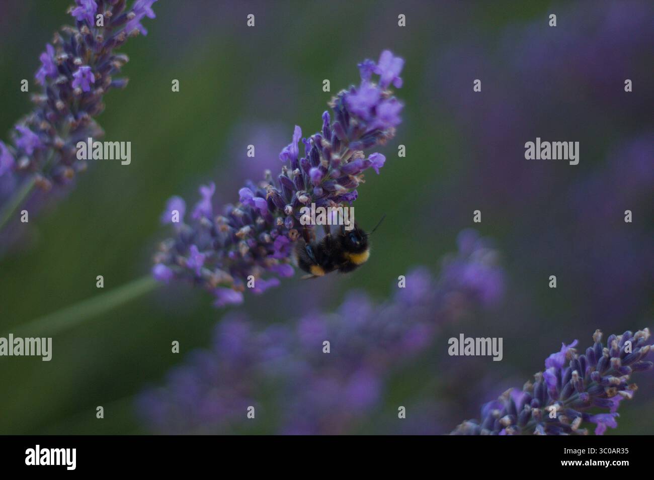 Biene auf Lavendel Stockfoto