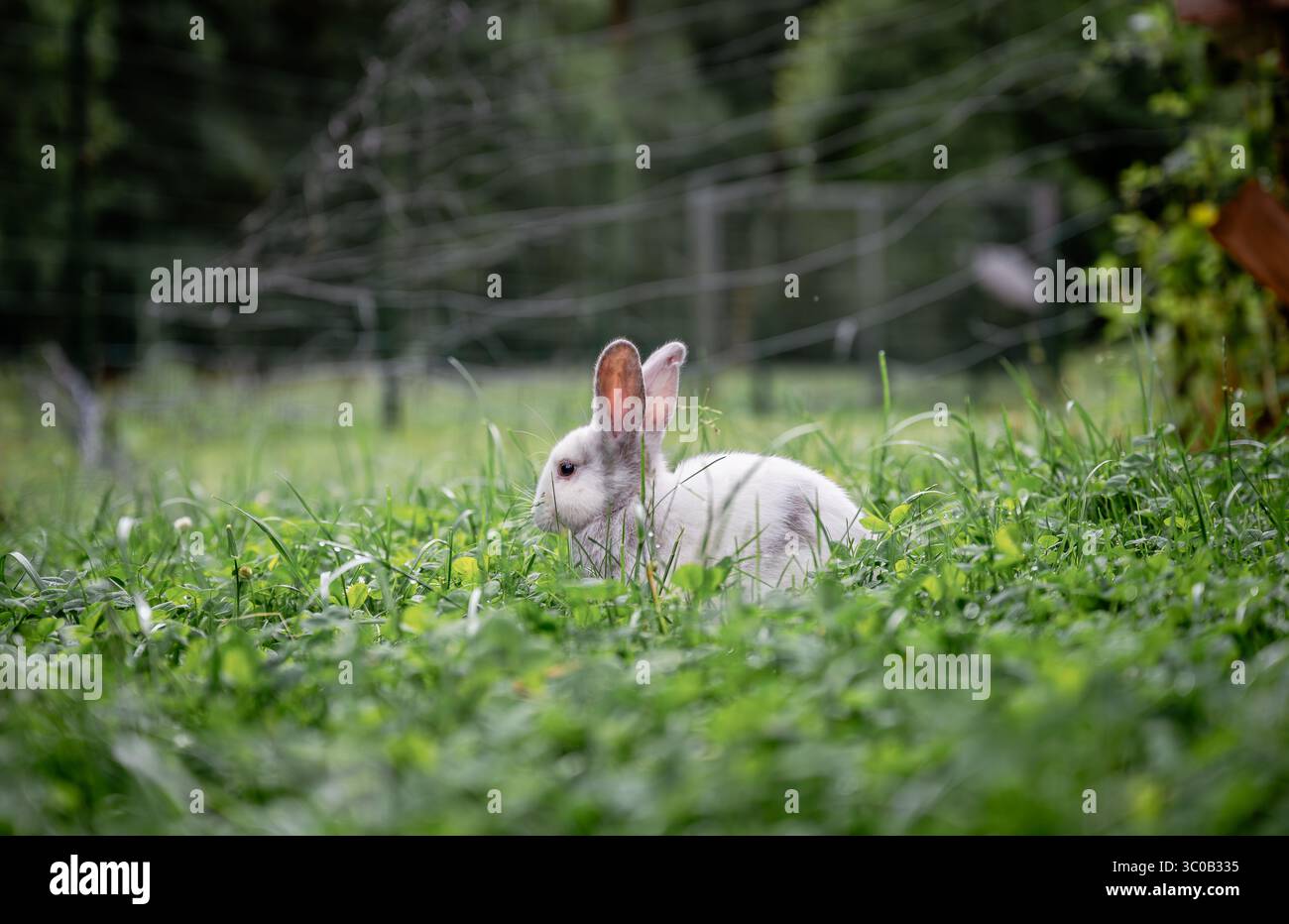 Weißes Kaninchen versteckt sich an einem Sommertag auf dem Land in hohem grünen Gras Stockfoto