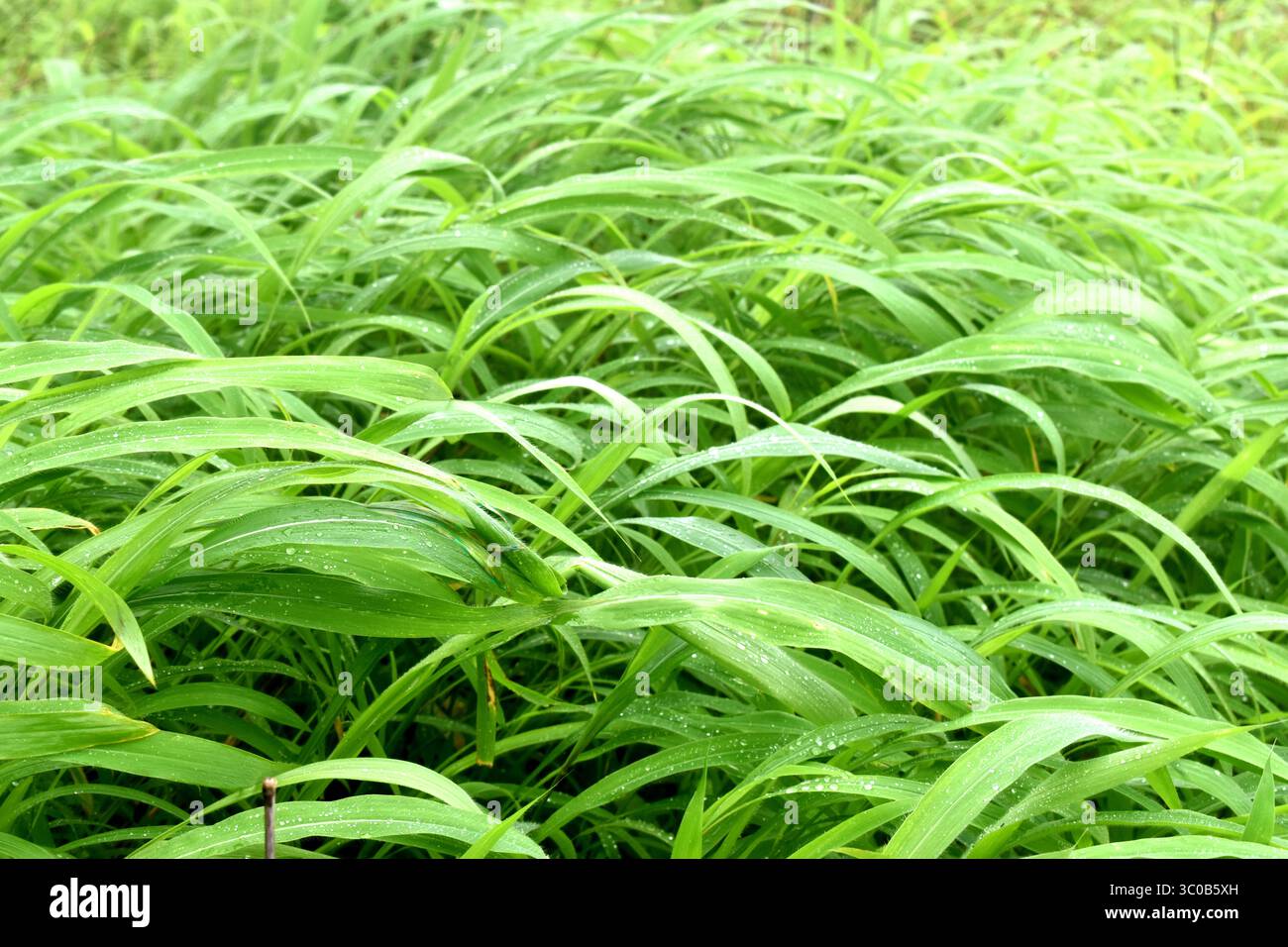 Gras mit Tautropfen Feld westliche Ghats sahyadri Berg Karnala Vogelschutzgebiet Panvel raigad maharashtra indien Stockfoto