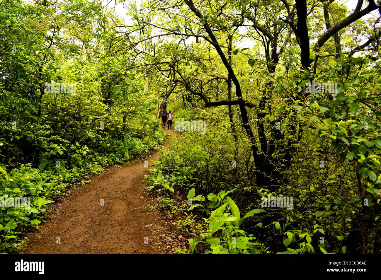Waldweg Westghats sahyadri Berge Karnala Vogelschutzgebiet Panvel maharashtra indien Stockfoto